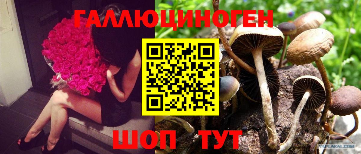 Галлюциногенные грибы Magic Shrooms Малгобек
